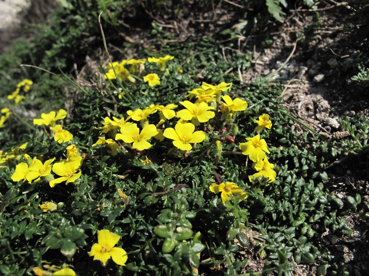 Morisia monanthos